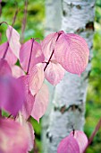 CORNUS SANGUINEA