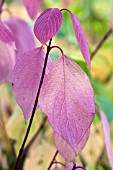 CORNUS SANGUINEA