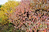 CORNUS ALBA SIBIRICA VARIEGATA AND CORNUS ALBA AUREA