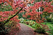 ACER PALMATUM ELEGANS PURPUREUM AT BATSFPRD ARBORETUM