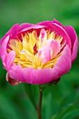 PAEONIA BOWL OF BEAUTY,  PEONY