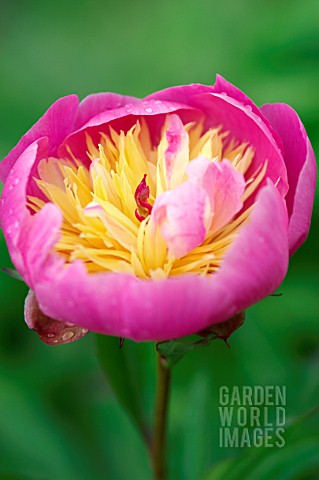 PAEONIA_BOWL_OF_BEAUTY__PEONY