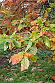 QUERCUS DENTATA