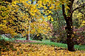 ACER CAPPADOCICUM AT BATSFORD ARBORETUM