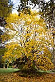 ACER CAPPADOCICUM RUBRUM AT BATSFORD ARBORETUM