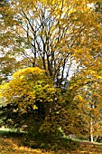 ACER CAPPADOCICUM RUBRUM AT BATSFORD ARBORETUM