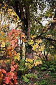 VITIS COIGNETIAE SCRAMBLING INTO A OAK TREE QUERCUS ROBUR AT BATSFORD ARBORETUM