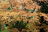 ACER PALMATUM ISSAI NISHIKI