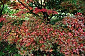 ACER PALMATUM COREANUM