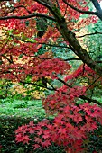 ACER PALMATUM COREANUM