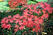 ACER PALMATUM COREANUM