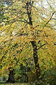 TILIA X EUROPAEA PALLIDA KAISER LINDEN