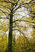 TILIA X EUROPAEA PALLIDA KAISER LINDEN