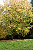 ACER SACCHARINUM