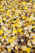 TILIA MAXIMOWICZIANA LEAVES