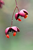 EUONYMUS OXYPHYLLUS FRUITS