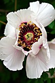 PAEONIA SUFFRUTICOSA SUBS ROCKII,  TREE PEONY