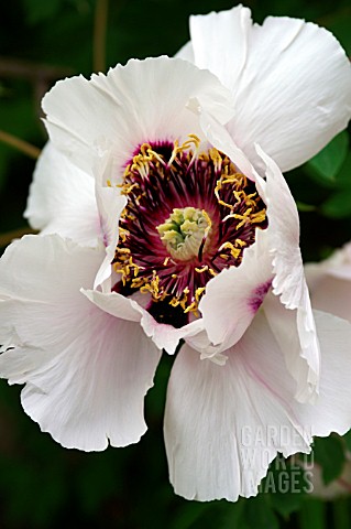 PAEONIA_SUFFRUTICOSA_SUBS_ROCKII__TREE_PEONY