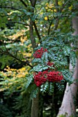 SORBUS SCALARIS