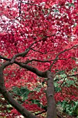 ACER PALMATUM SUMINAGASHI