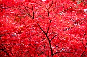 ACER PALMATUM SUMINAGASHI