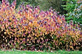 CORNUS SANGUINEA