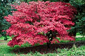 ACER PALMATUM VAR COREANUM