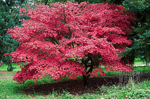 ACER_PALMATUM_VAR_COREANUM