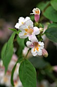 DIPELTA FLORIBUNDA ROSY DIPELTA