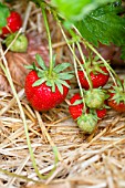 STRAWBERRIES RESTING ON STRAW