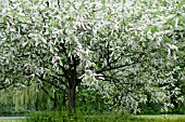 PRUNUS PADUS WATERERI