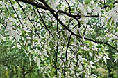 PRUNUS PADUS WATERERI