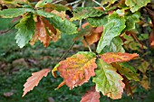 QUERCUS DENTATA