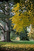 ACER CAPPADOCIUM RUBRUM AND CEDRUS ATLANTICA F GLAUCA AUTUMN BATSFORD ARBORETUM