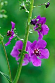 VERBASCUM PHOENICEUM,  PURPLE MULLEIN