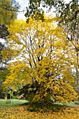 ACER CAPPADOCICUM RUBRUM BATSFORD ARBORETUM AUTUMN