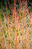 CORNUS SANGUINEA MIDWINTER FIRE