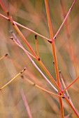 CORNUS SANGUINEA MIDWINTER FIRE