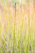 CORNUS SERICEA BUDS YELLOW