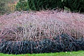 RUBUS COCKBURNIANUS GOLDEVALE UNDERPLANTED WITH OPHIOPOGON PLANISCAPUS NIGRESCENS