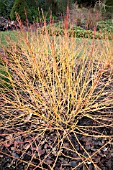 CORNUS SANGUINEA MIDWINTER FIRE