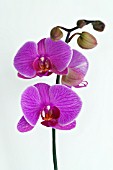 PHALAENOPSIS MOTH ORCHID