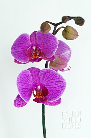 PHALAENOPSIS_MOTH_ORCHID