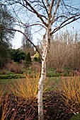 BETULA ERMANII UNDERPLANTED WITH CORNUS SANGUINEA MIDWINTER FIRE AT SIR HAROLD HILLIER GARDENS