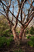 PRUNUS SERRULA AT THE SIR HAROLD HILLIER WINTER GARDEN