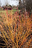 CORNUS SANGUINEA MIDWINTER FIRE AT THE SIR HAROLD HILLIER WINTER GARDEN