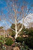 BETULA UTILIS VAR JACQUEMONTII AT THE SIR HAROLD HILLIER WINTER GARDEN