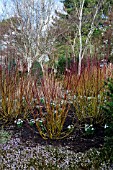 CORNUS SERICEA GROWING IN THE SIR HAROLD HILLIER WINTER GARDEN