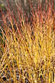 CORNUS SANGUINEA MIDWINTER FIRE