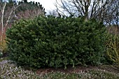 CEPHALOTAXUS HARRINGTONIA GNOME AT THE SIR HAROLD HILLIER WINTER GARDEN